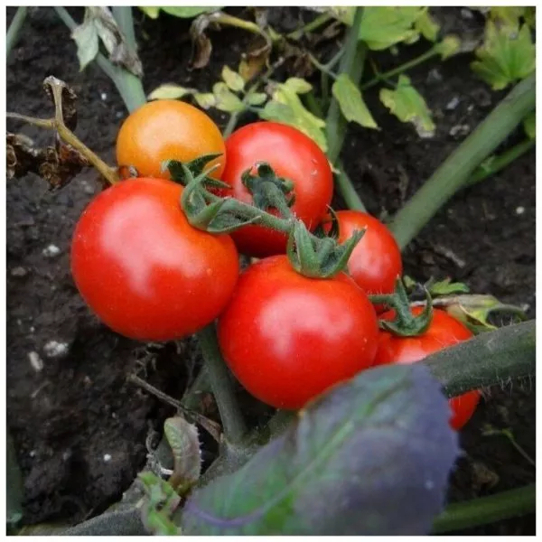 vesna-severa-2-139262-2