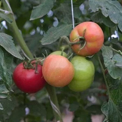 vesna-severa-2-139262