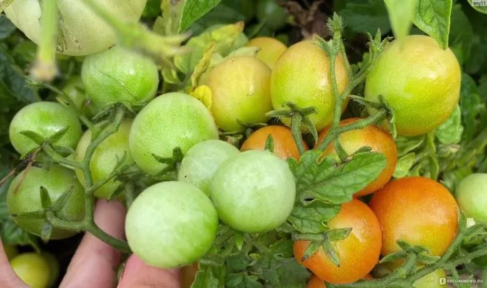 vidimo-nevidimo-4-155359