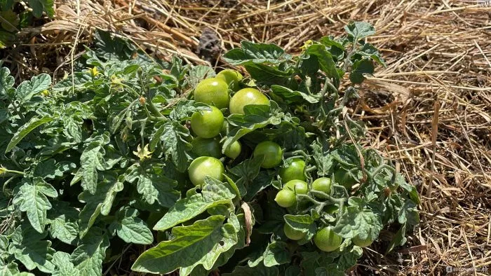 vidimo-nevidimo-5-155359