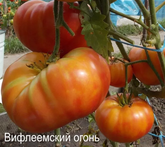 vifleemskiy-ogon-1-148386-1