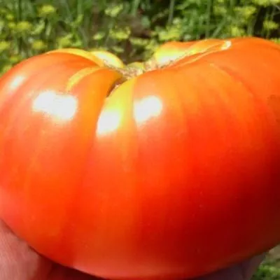 vifleemskiy-ogon-1-148386