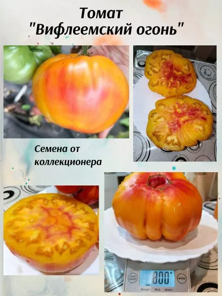 vifleemskiy-ogon-2-148386