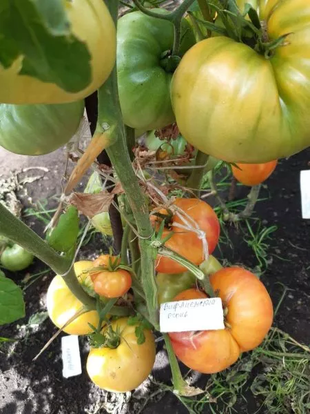 vifleemskiy-ogon-3-148386