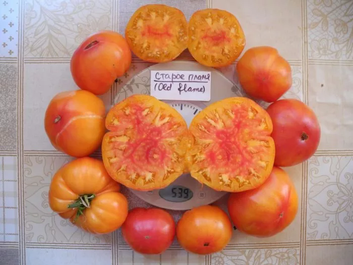 vifleemskiy-ogon-4-148386