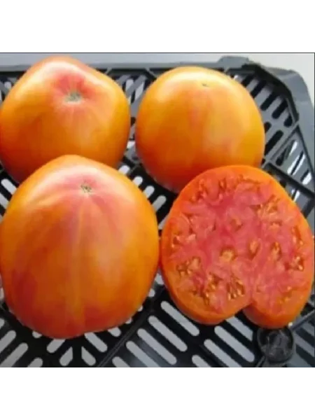 vifleemskiy-ogon-5-148386