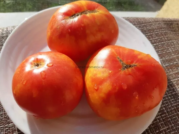 vifleemskiy-ogon-5-148386