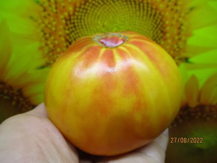 vifleemskiy-ogon-6-148386