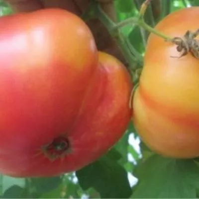 vifleemskiy-ogon-7-148386