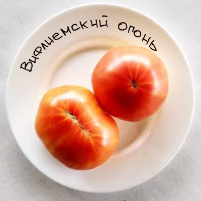 vifleemskiy-ogon-9-148386