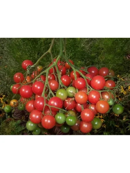 vinogradnyy-1-139164-1