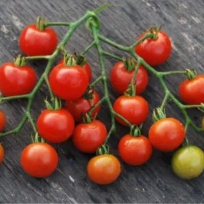 vinogradnyy-1-139164