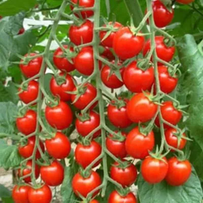 vinogradnyy-2-139164-1