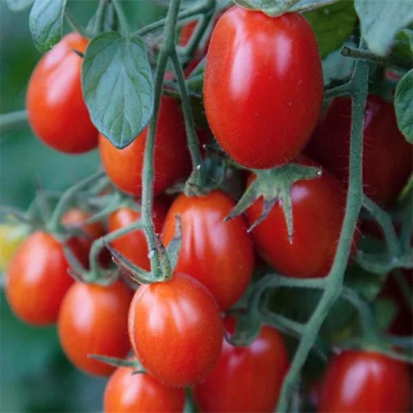 vkus-na-ukus-main-141117