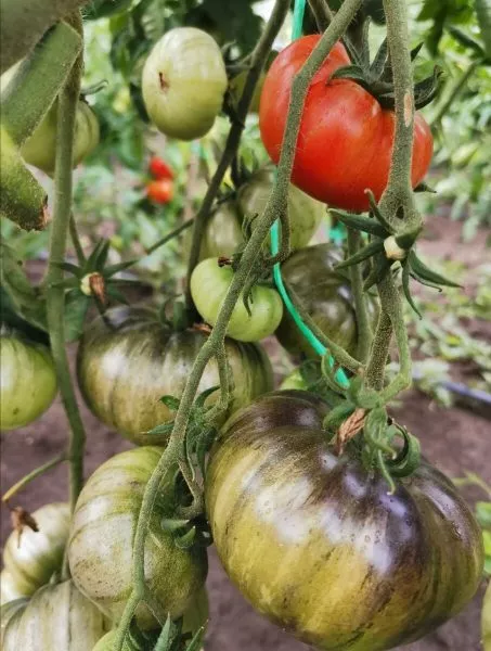 vkusnyy-priz-1-163916