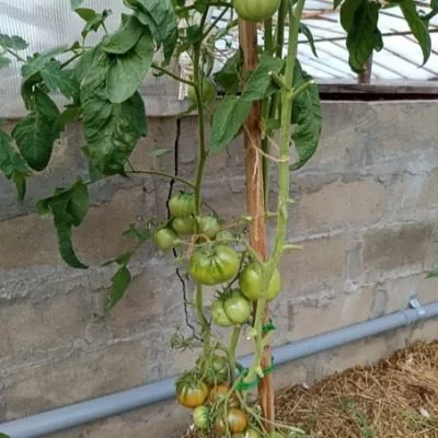 vkusnyy-priz-5-163916