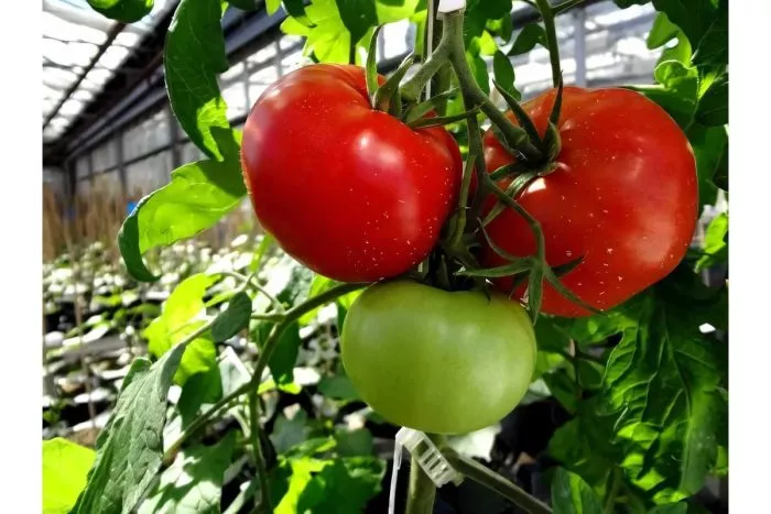 volgogradskiy-5-95-5-159125