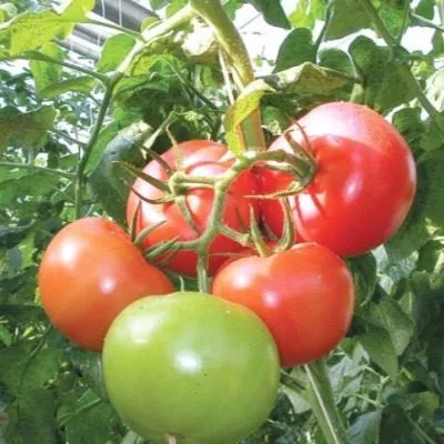 volgogradskiy-5-95-8-159125