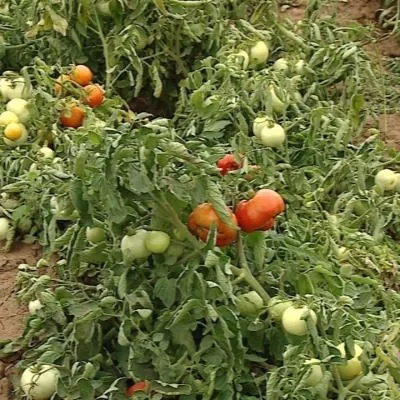 volgogradskiy-5-95-9-159125