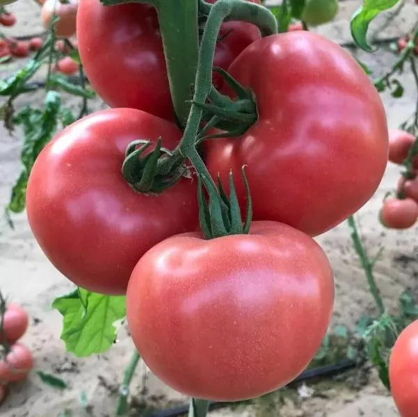 volgogradskiy-rozovyy-2-148516