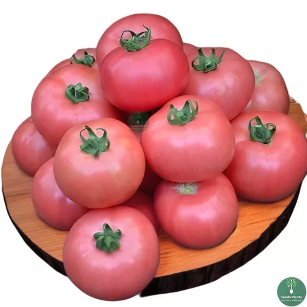 volgogradskiy-rozovyy-3-148516