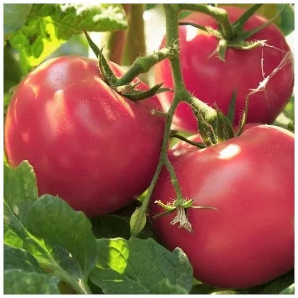 volgogradskiy-rozovyy-5-148516