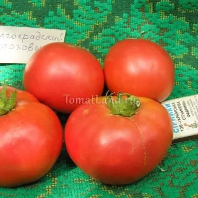 volgogradskiy-rozovyy-7-148516