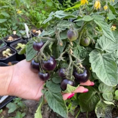 voroniy-glaz-4-148463