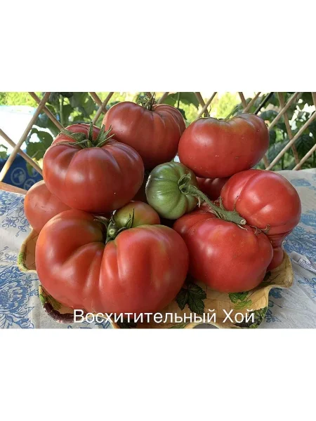 voshititelnyy-hoy-1-161957