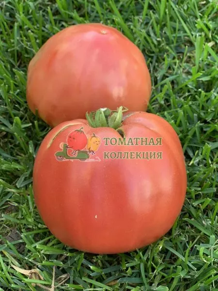 voshititelnyy-hoy-4-161957