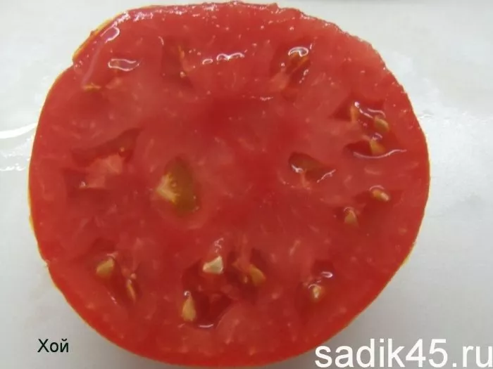 voshititelnyy-hoy-5-161957