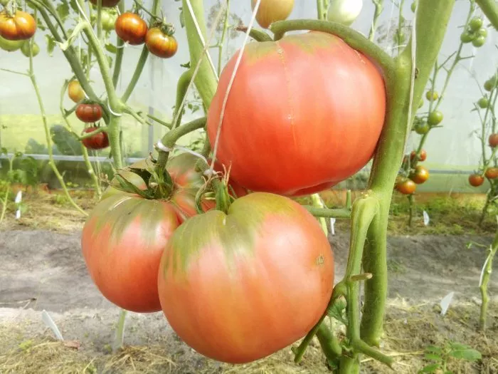 voshititelnyy-hoy-6-161957