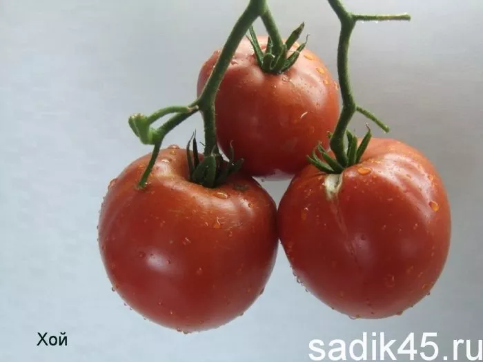 voshititelnyy-hoy-8-161957