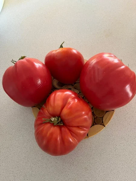 voshititelnyy-hoy-main-161957