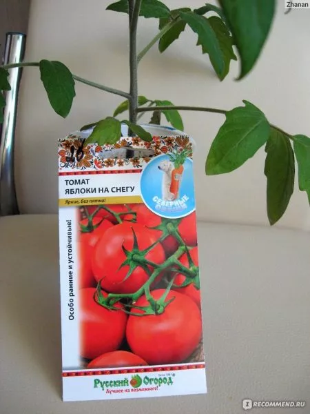 yabloki-na-snegu-1-161891