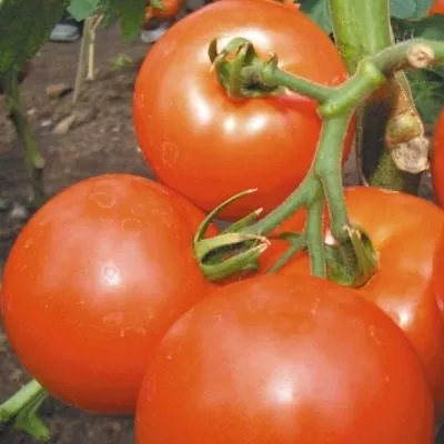 yabloki-na-snegu-4-161891