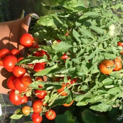 yabloki-na-snegu-5-161891