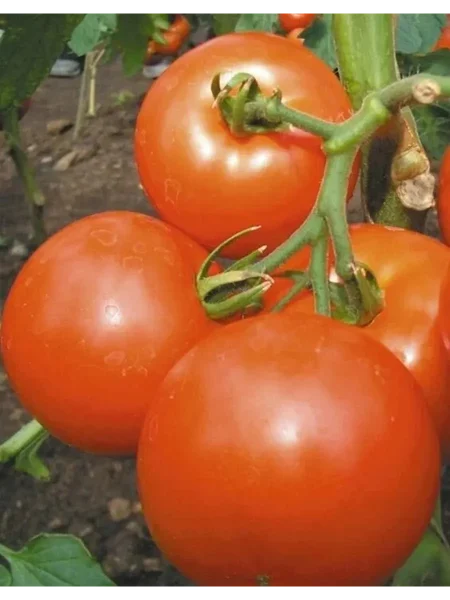 yabloki-na-snegu-main-161891