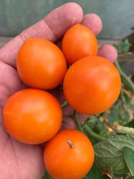 yantarnaya-kaplya-4-158969