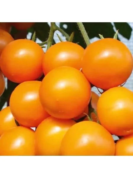 yantarnaya-kaplya-main-158969