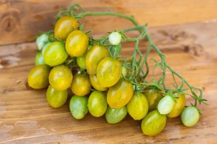 yantarnye-klavishi-11-166956