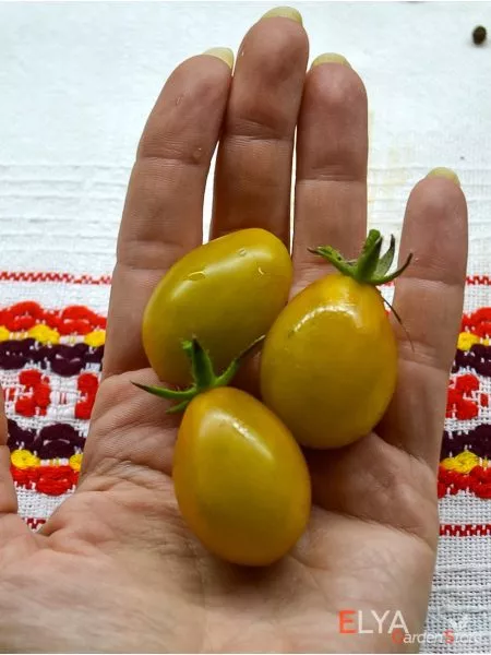 yantarnye-klavishi-3-166956