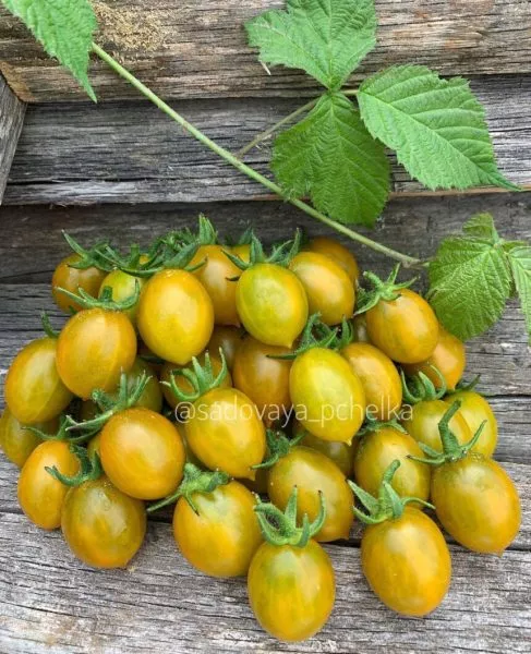 yantarnye-klavishi-main-166956