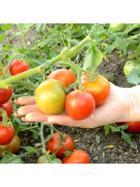 yaponskiy-karlik-2-141081