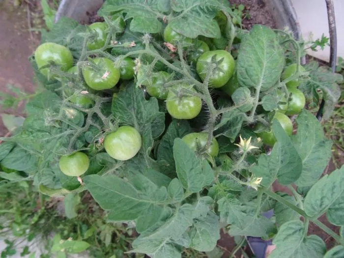 yaponskiy-karlik-3-141081