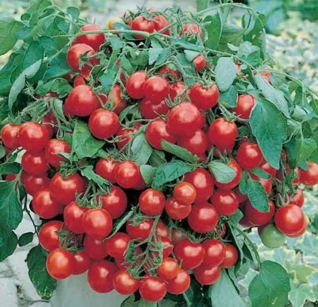 yaponskiy-karlik-6-141081