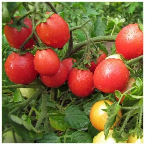 yaponskiy-karlik-main-141081