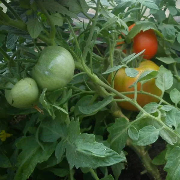 yaponskiy-komnatnyy-3-150112