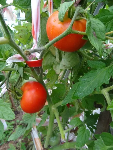 yaponskiy-komnatnyy-4-150112