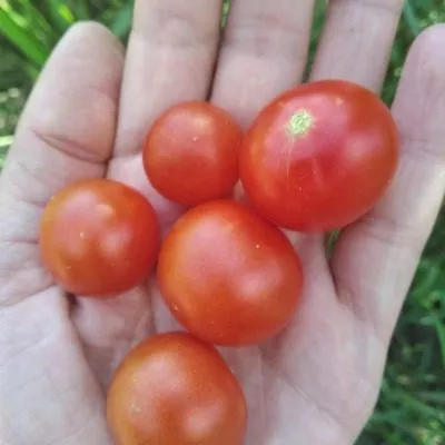 yaponskiy-komnatnyy-8-150112